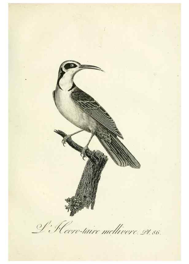Reproducción/Reproduction 8220359199: Histoire naturelle et générale des grimpereaux et des oiseaux de paradis /. Paris :Desray ,an XI = 1802.