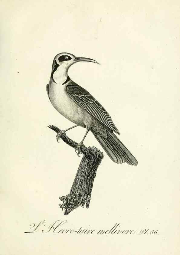Reproducción/Reproduction 8220359199: Histoire naturelle et générale des grimpereaux et des oiseaux de paradis /. Paris :Desray ,an XI = 1802.