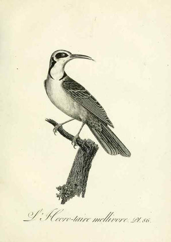 Reproducción/Reproduction 8220359199: Histoire naturelle et générale des grimpereaux et des oiseaux de paradis /. Paris :Desray ,an XI = 1802.