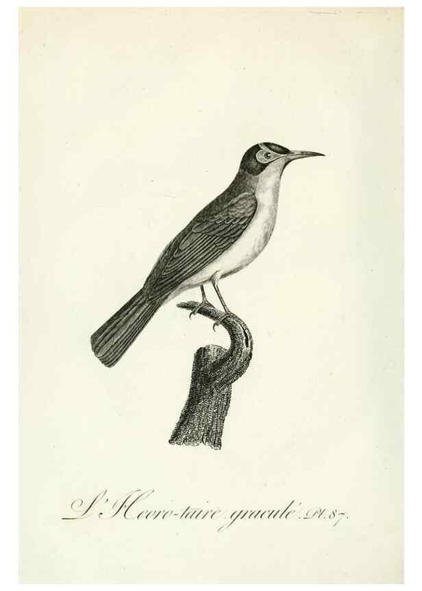 Reproducción/Reproduction 8221439206: Histoire naturelle et générale des grimpereaux et des oiseaux de paradis /. Paris :Desray ,an XI = 1802.