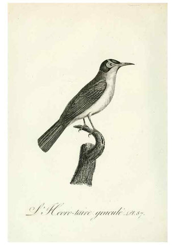 Reproducción/Reproduction 8221439206: Histoire naturelle et générale des grimpereaux et des oiseaux de paradis /. Paris :Desray ,an XI = 1802.