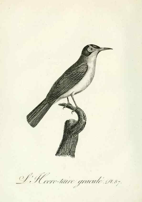 Reproducción/Reproduction 8221439206: Histoire naturelle et générale des grimpereaux et des oiseaux de paradis /. Paris :Desray ,an XI = 1802.