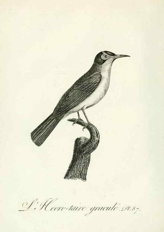 Reproducción/Reproduction 8221439206: Histoire naturelle et générale des grimpereaux et des oiseaux de paradis /. Paris :Desray ,an XI = 1802.