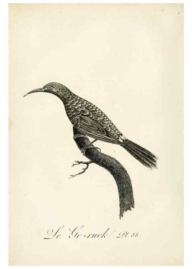 Reproducción/Reproduction 8221439642: Histoire naturelle et générale des grimpereaux et des oiseaux de paradis /. Paris :Desray ,an XI = 1802.