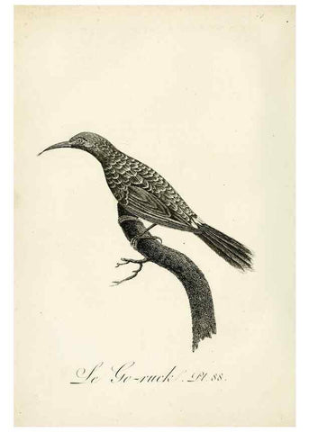 Reproducción/Reproduction 8221439642: Histoire naturelle et générale des grimpereaux et des oiseaux de paradis /. Paris :Desray ,an XI = 1802.