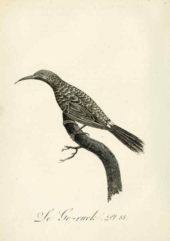 Reproducción/Reproduction 8221439642: Histoire naturelle et générale des grimpereaux et des oiseaux de paradis /. Paris :Desray ,an XI = 1802.