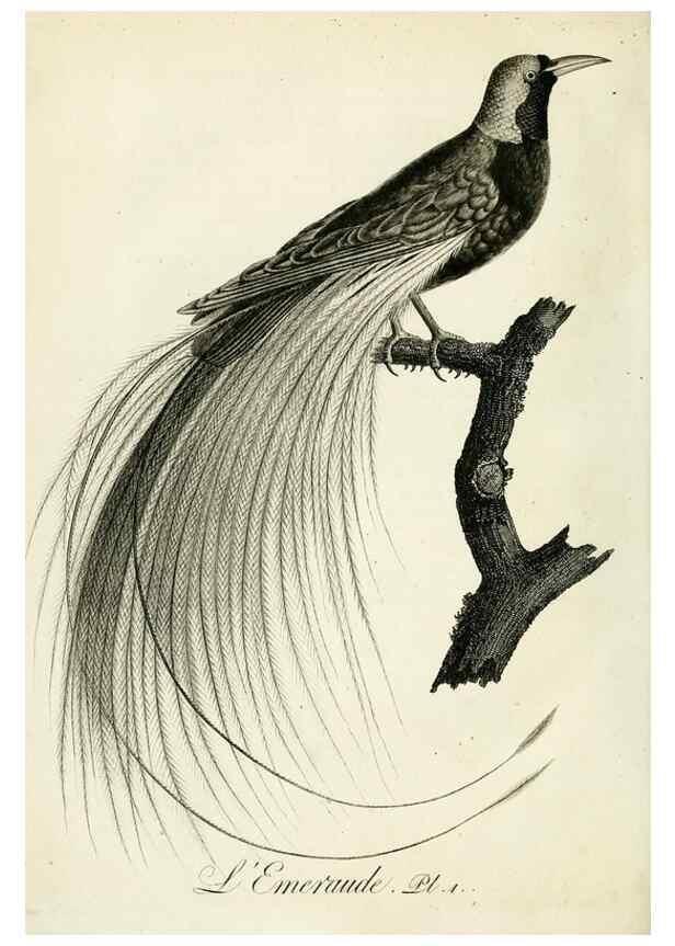 Reproducción/Reproduction 8221440184: Histoire naturelle et générale des grimpereaux et des oiseaux de paradis /. Paris :Desray ,an XI = 1802.