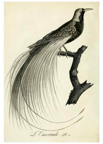 Reproducción/Reproduction 8221440184: Histoire naturelle et générale des grimpereaux et des oiseaux de paradis /. Paris :Desray ,an XI = 1802.