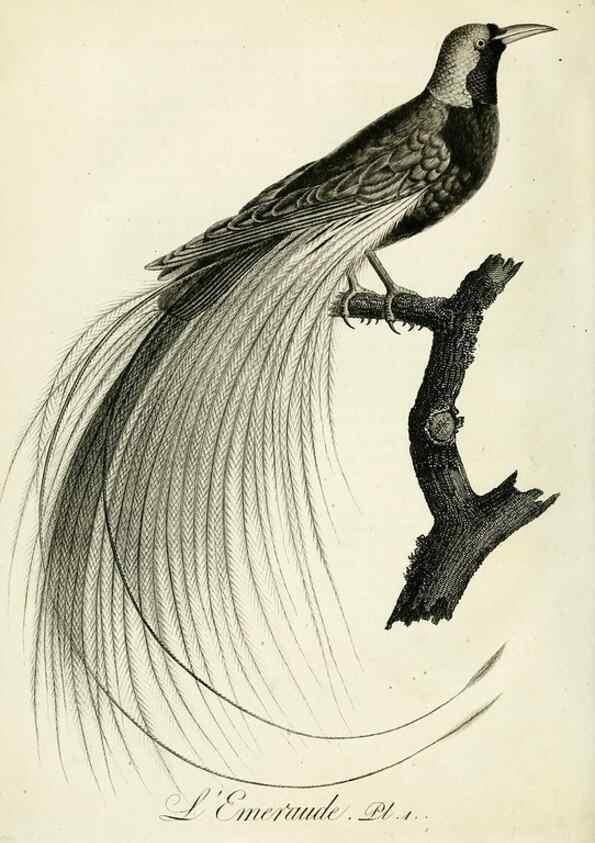 Reproducción/Reproduction 8221440184: Histoire naturelle et générale des grimpereaux et des oiseaux de paradis /. Paris :Desray ,an XI = 1802.