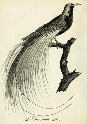 Reproducción/Reproduction 8221440184: Histoire naturelle et générale des grimpereaux et des oiseaux de paradis /. Paris :Desray ,an XI = 1802.