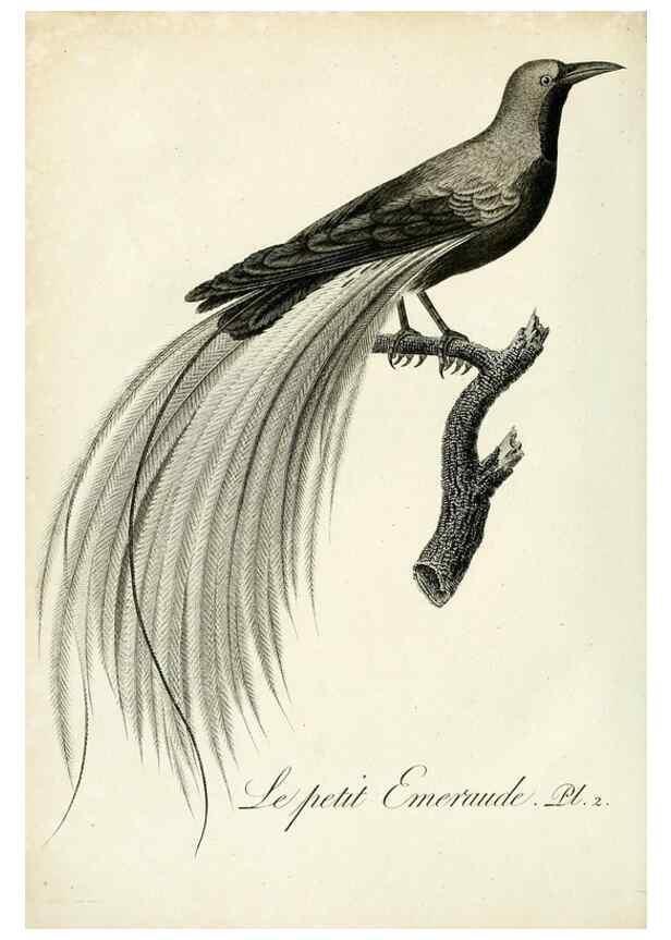 Reproducción/Reproduction 8221440666: Histoire naturelle et générale des grimpereaux et des oiseaux de paradis /. Paris :Desray ,an XI = 1802.