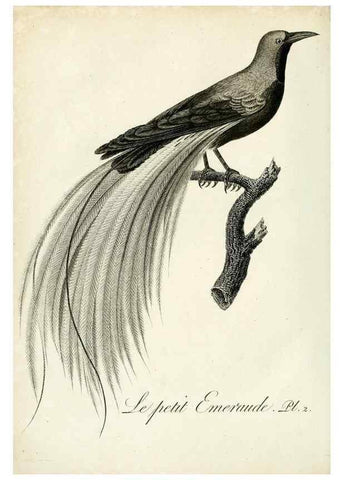 Reproducción/Reproduction 8221440666: Histoire naturelle et générale des grimpereaux et des oiseaux de paradis /. Paris :Desray ,an XI = 1802.