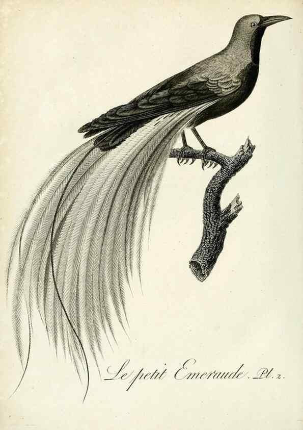 Reproducción/Reproduction 8221440666: Histoire naturelle et générale des grimpereaux et des oiseaux de paradis /. Paris :Desray ,an XI = 1802.