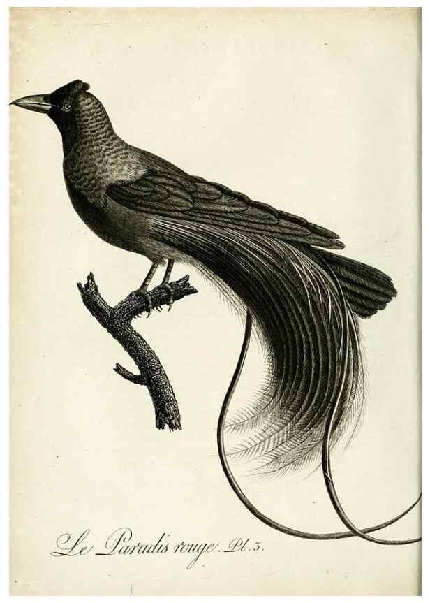 Reproducción/Reproduction 8220361455: Histoire naturelle et générale des grimpereaux et des oiseaux de paradis /. Paris :Desray ,an XI = 1802.
