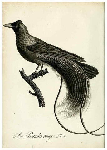 Reproducción/Reproduction 8220361455: Histoire naturelle et générale des grimpereaux et des oiseaux de paradis /. Paris :Desray ,an XI = 1802.
