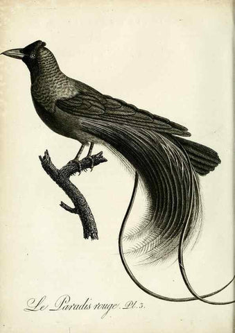 Reproducción/Reproduction 8220361455: Histoire naturelle et générale des grimpereaux et des oiseaux de paradis /. Paris :Desray ,an XI = 1802.