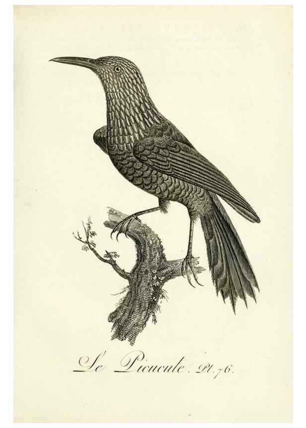 Reproducción/Reproduction 8220355339: Histoire naturelle et générale des grimpereaux et des oiseaux de paradis /. Paris :Desray ,an XI = 1802.