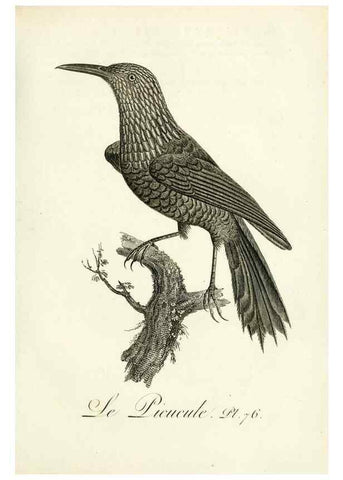 Reproducción/Reproduction 8220355339: Histoire naturelle et générale des grimpereaux et des oiseaux de paradis /. Paris :Desray ,an XI = 1802.
