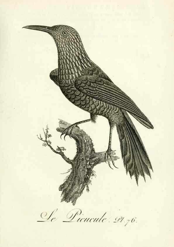 Reproducción/Reproduction 8220355339: Histoire naturelle et générale des grimpereaux et des oiseaux de paradis /. Paris :Desray ,an XI = 1802.