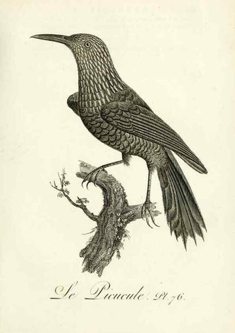 Reproducción/Reproduction 8220355339: Histoire naturelle et générale des grimpereaux et des oiseaux de paradis /. Paris :Desray ,an XI = 1802.