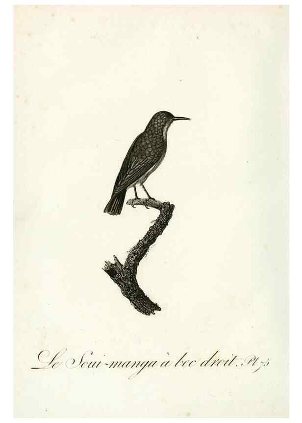Reproducción/Reproduction 8220355011: Histoire naturelle et générale des grimpereaux et des oiseaux de paradis /. Paris :Desray ,an XI = 1802.