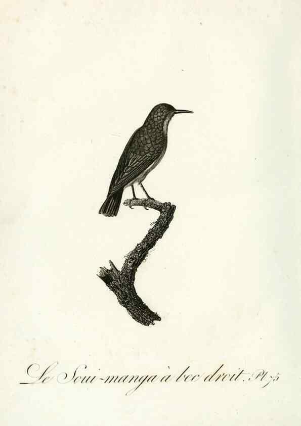 Reproducción/Reproduction 8220355011: Histoire naturelle et générale des grimpereaux et des oiseaux de paradis /. Paris :Desray ,an XI = 1802.