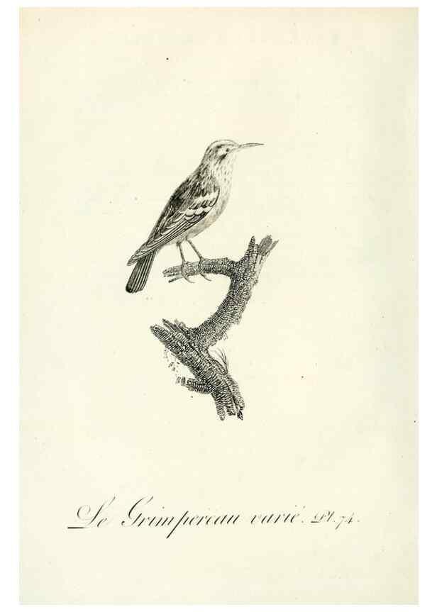 Reproducción/Reproduction 8221434304: Histoire naturelle et générale des grimpereaux et des oiseaux de paradis /. Paris :Desray ,an XI = 1802.