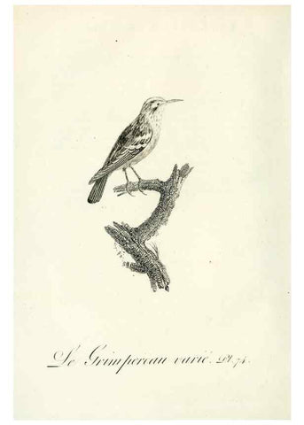 Reproducción/Reproduction 8221434304: Histoire naturelle et générale des grimpereaux et des oiseaux de paradis /. Paris :Desray ,an XI = 1802.