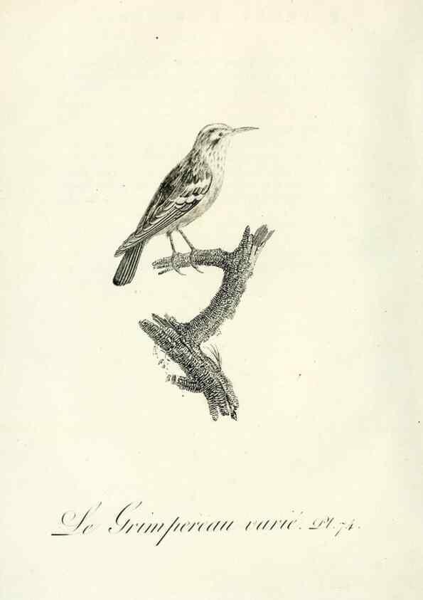 Reproducción/Reproduction 8221434304: Histoire naturelle et générale des grimpereaux et des oiseaux de paradis /. Paris :Desray ,an XI = 1802.