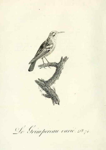 Reproducción/Reproduction 8221434304: Histoire naturelle et générale des grimpereaux et des oiseaux de paradis /. Paris :Desray ,an XI = 1802.