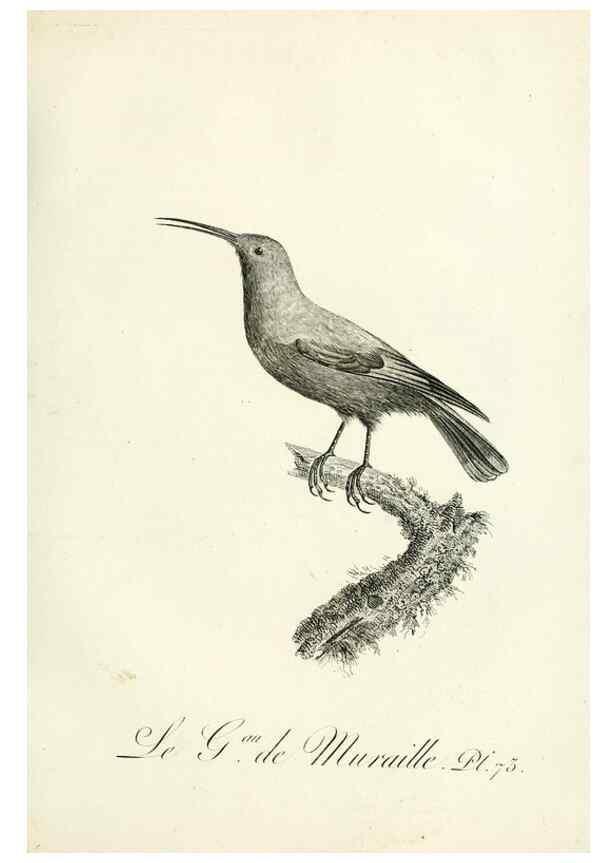 Reproducción/Reproduction 8220354241: Histoire naturelle et générale des grimpereaux et des oiseaux de paradis /. Paris :Desray ,an XI = 1802.