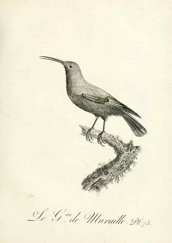 Reproducción/Reproduction 8220354241: Histoire naturelle et générale des grimpereaux et des oiseaux de paradis /. Paris :Desray ,an XI = 1802.