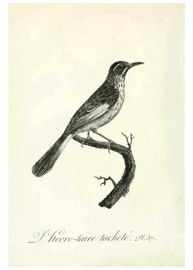Reproducción/Reproduction 8220347235: Histoire naturelle et générale des grimpereaux et des oiseaux de paradis /. Paris :Desray ,an XI = 1802.