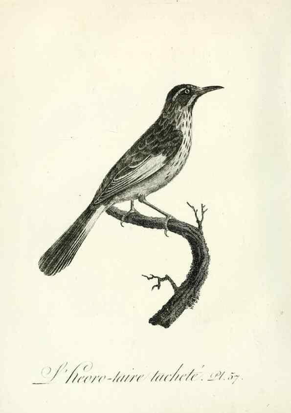 Reproducción/Reproduction 8220347235: Histoire naturelle et générale des grimpereaux et des oiseaux de paradis /. Paris :Desray ,an XI = 1802.