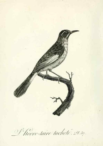 Reproducción/Reproduction 8220347235: Histoire naturelle et générale des grimpereaux et des oiseaux de paradis /. Paris :Desray ,an XI = 1802.