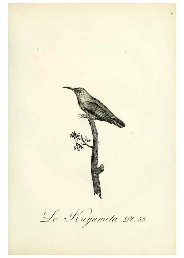Reproducción/Reproduction 8221427306: Histoire naturelle et générale des grimpereaux et des oiseaux de paradis /. Paris :Desray ,an XI = 1802.