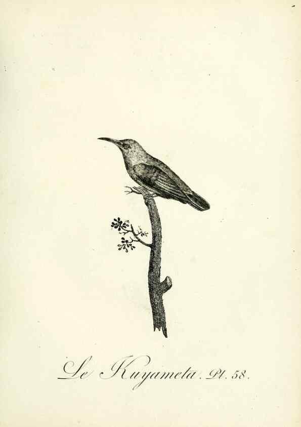 Reproducción/Reproduction 8221427306: Histoire naturelle et générale des grimpereaux et des oiseaux de paradis /. Paris :Desray ,an XI = 1802.