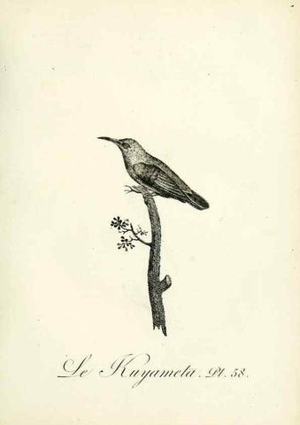 Reproducción/Reproduction 8221427306: Histoire naturelle et générale des grimpereaux et des oiseaux de paradis /. Paris :Desray ,an XI = 1802.