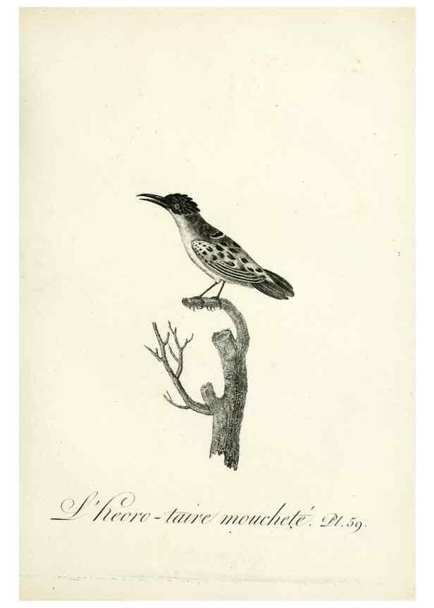Reproducción/Reproduction 8221427740: Histoire naturelle et générale des grimpereaux et des oiseaux de paradis /. Paris :Desray ,an XI = 1802.