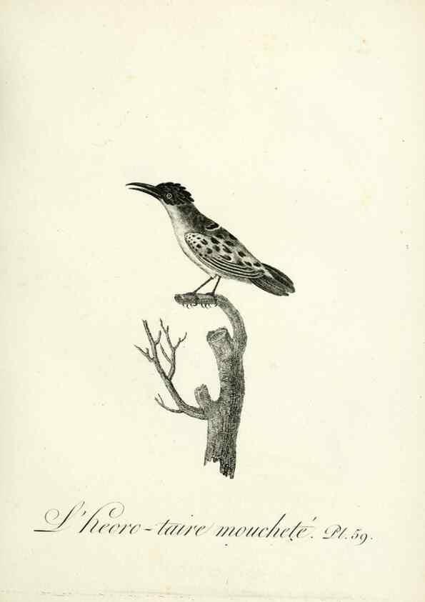 Reproducción/Reproduction 8221427740: Histoire naturelle et générale des grimpereaux et des oiseaux de paradis /. Paris :Desray ,an XI = 1802.