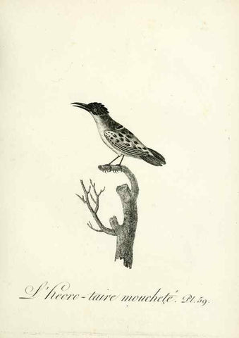 Reproducción/Reproduction 8221427740: Histoire naturelle et générale des grimpereaux et des oiseaux de paradis /. Paris :Desray ,an XI = 1802.