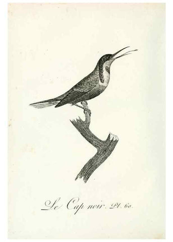 Reproducción/Reproduction 8220348493: Histoire naturelle et générale des grimpereaux et des oiseaux de paradis /. Paris :Desray ,an XI = 1802.