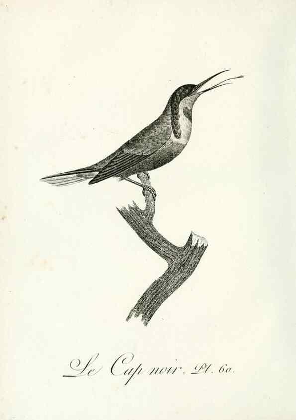 Reproducción/Reproduction 8220348493: Histoire naturelle et générale des grimpereaux et des oiseaux de paradis /. Paris :Desray ,an XI = 1802.
