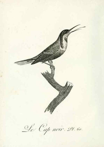Reproducción/Reproduction 8220348493: Histoire naturelle et générale des grimpereaux et des oiseaux de paradis /. Paris :Desray ,an XI = 1802.
