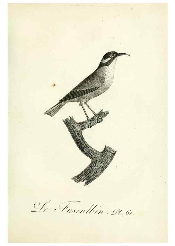 Reproducción/Reproduction 8220349073: Histoire naturelle et générale des grimpereaux et des oiseaux de paradis /. Paris :Desray ,an XI = 1802.