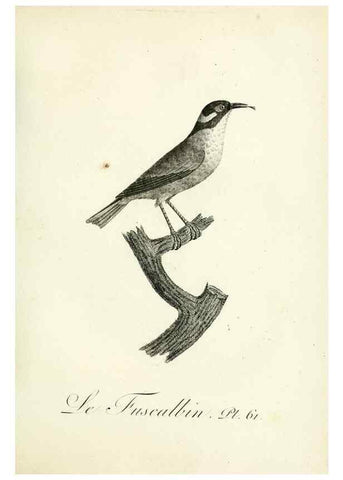 Reproducción/Reproduction 8220349073: Histoire naturelle et générale des grimpereaux et des oiseaux de paradis /. Paris :Desray ,an XI = 1802.
