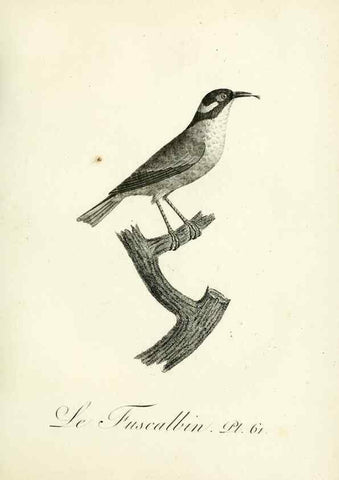Reproducción/Reproduction 8220349073: Histoire naturelle et générale des grimpereaux et des oiseaux de paradis /. Paris :Desray ,an XI = 1802.