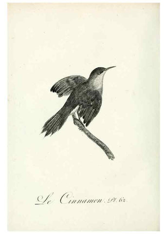 Reproducción/Reproduction 8221429062: Histoire naturelle et générale des grimpereaux et des oiseaux de paradis /. Paris :Desray ,an XI = 1802.