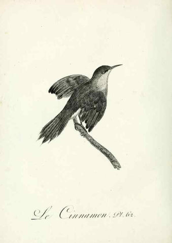 Reproducción/Reproduction 8221429062: Histoire naturelle et générale des grimpereaux et des oiseaux de paradis /. Paris :Desray ,an XI = 1802.