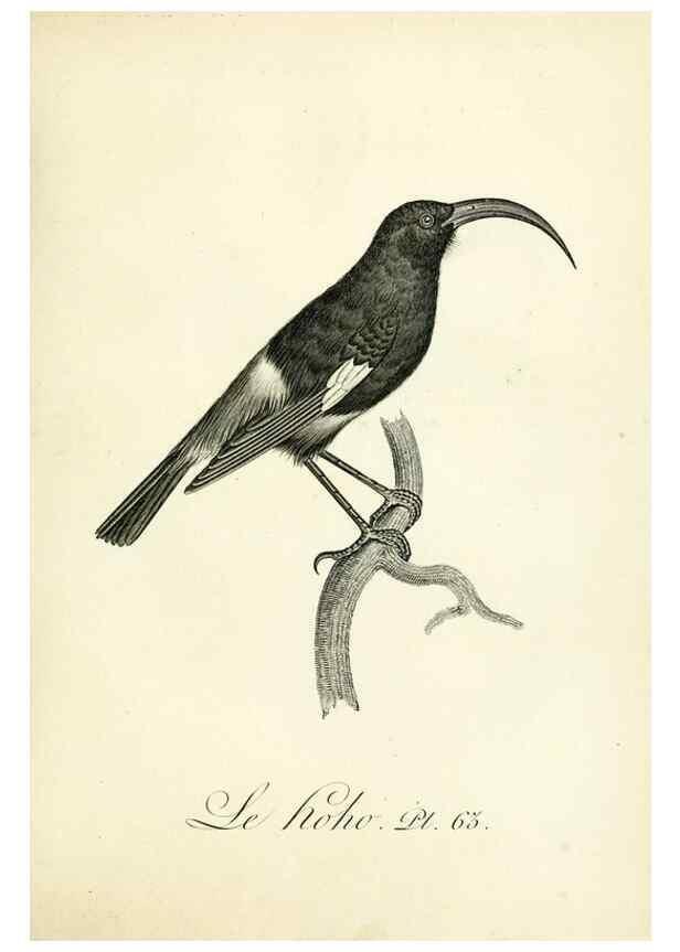 Reproducción/Reproduction 8221429520: Histoire naturelle et générale des grimpereaux et des oiseaux de paradis /. Paris :Desray ,an XI = 1802.